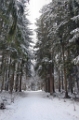 01 Balade en Foret Noire